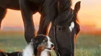 Franke und Bornberg Rating Tierhalterhaftpflichtversicherung Hund und Pferd