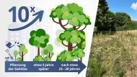 Franke udn Bornberg Mini-Wald Hannover Vahrenheide Miyawaki-Methode und Zyklus Baumwachstum