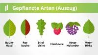 Franke udn Bornberg Mini-Wald Hannover Vahrenheide Baumarten Blätter und Früchte