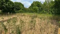 Franke udn Bornberg Mini-Wald Hannover Vahrenheide Ansicht Pflanztag Baum Setzlinge
