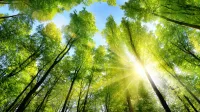 Franke und Bornberg Nachhaltigkeits-Bewertung mit sonnigen Baumkronen Bild