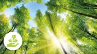 Eine Waldkrone mit Sonnenschein - Nachhaltigkeit