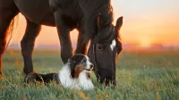 Franke und Bornberg Erstrating Tierhalterhaftpflichtversicherung für Hund und Pferd