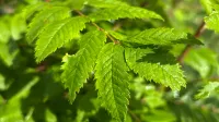 Stadtteiltreff Sahlkamp und Franke und Bornberg - Blind Date Kultur - Mini-Wald im Stadtteil Vahrenheide-Sahlkamp - 