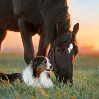 Franke und Bornberg Rating Tierhalterhaftpflichtversicherung Hund und Pferd