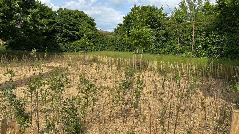 Franke und Bornberg - Mini-Wald - Pflanztag - Fortschritt