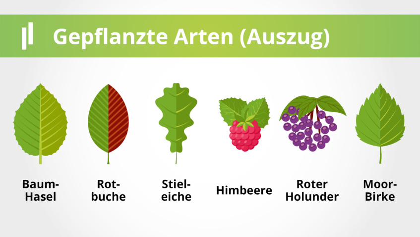 Franke und Bornberg - Mini-Wald - Arten